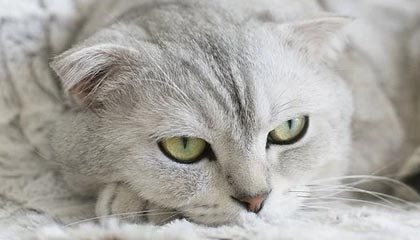 开云体育APP-PSG.LGD阵容深度不断增强，psg lgd队服