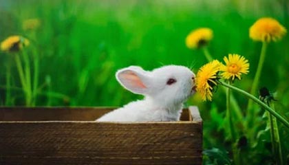 开云在线直播-媒体报道足球反腐进展，呼吁透明，足球反超经典比赛